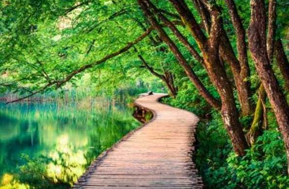 chemin dans la forêt